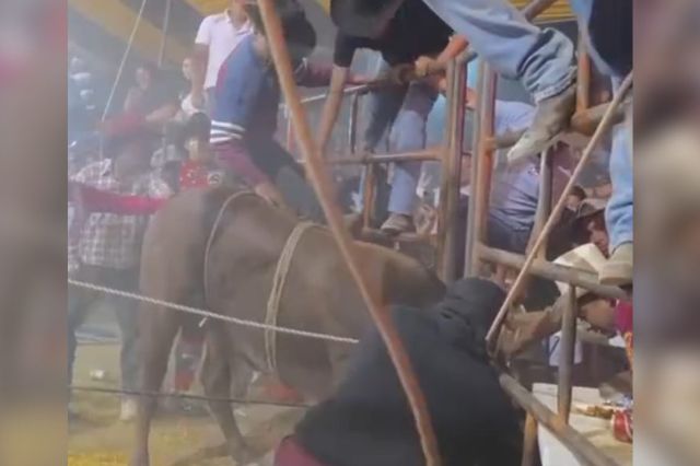 Un toro desata pánico durante un jaripeo en Piaxtla 2026 tras intentar escapar del corral